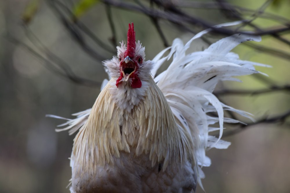 Beberapa Tips Merawat Ayam Untuk Sabung Ayam