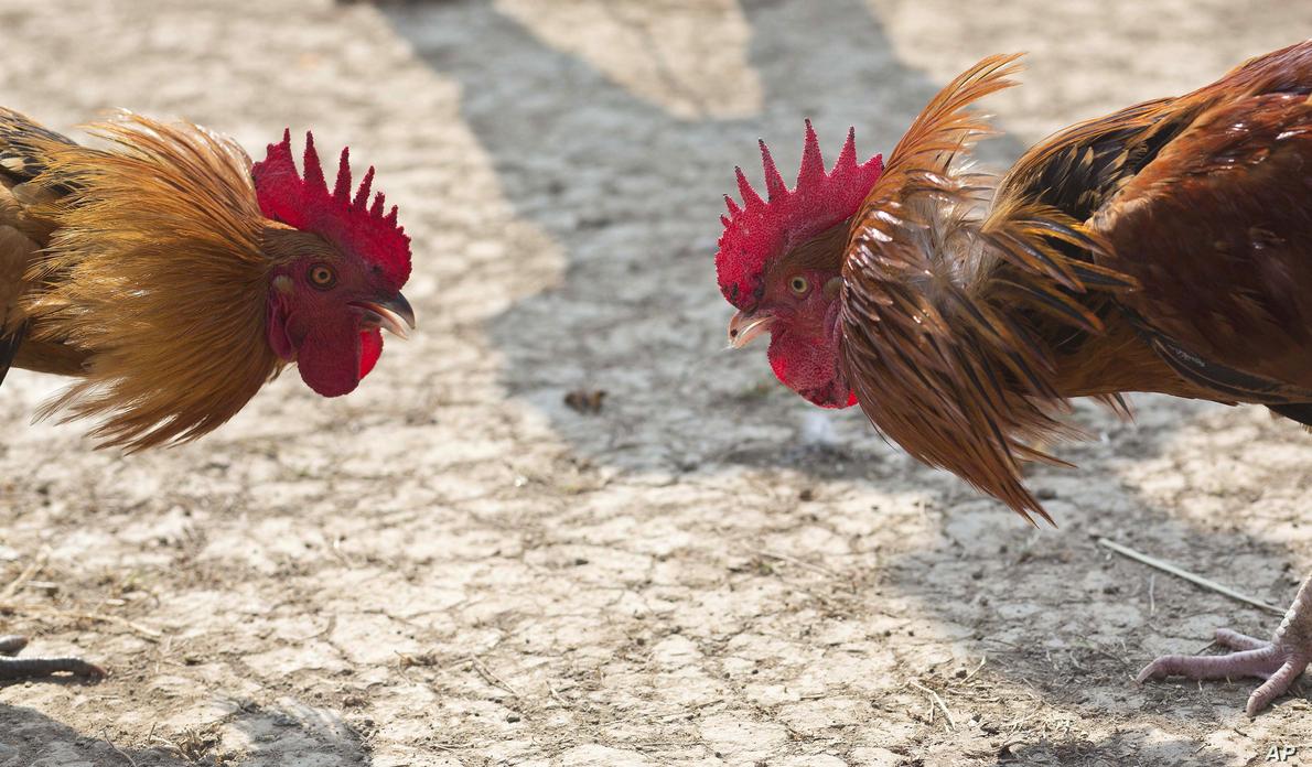 Keuntungan Dari Bermain Judi Online Sabung Ayam S128