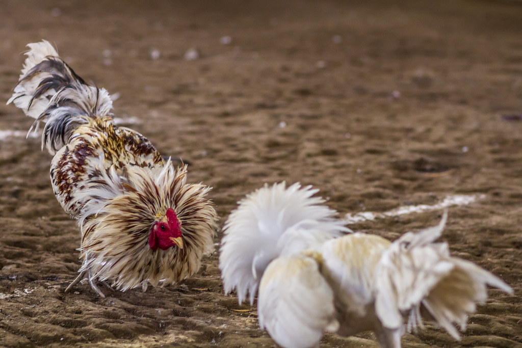 Permainan sabung ayam terlengkap