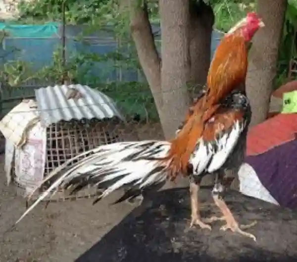 Keunggulan SV388SV dalam Dunia Sabung Ayam Online yang Jarang Diketahui